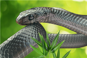 Eastern Indigo
